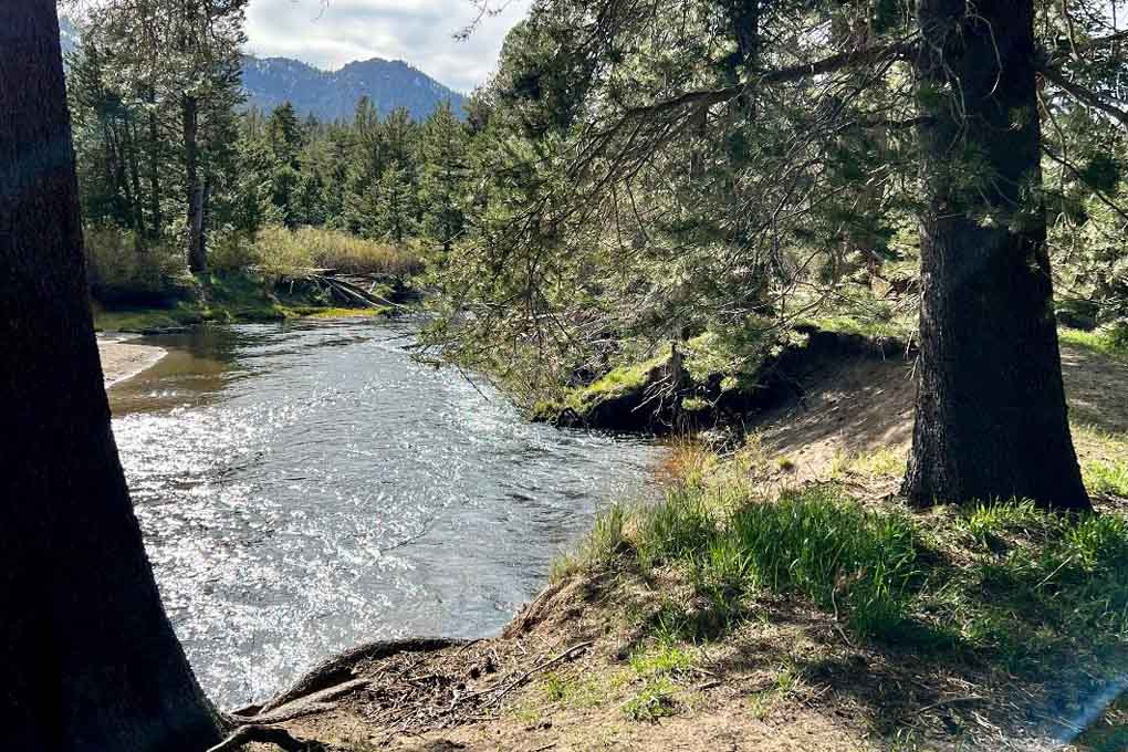 Forest and river scene.