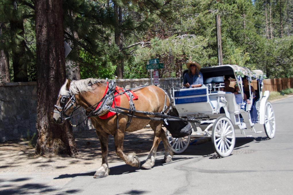 Horse and carriage with bride arriving at its destination.