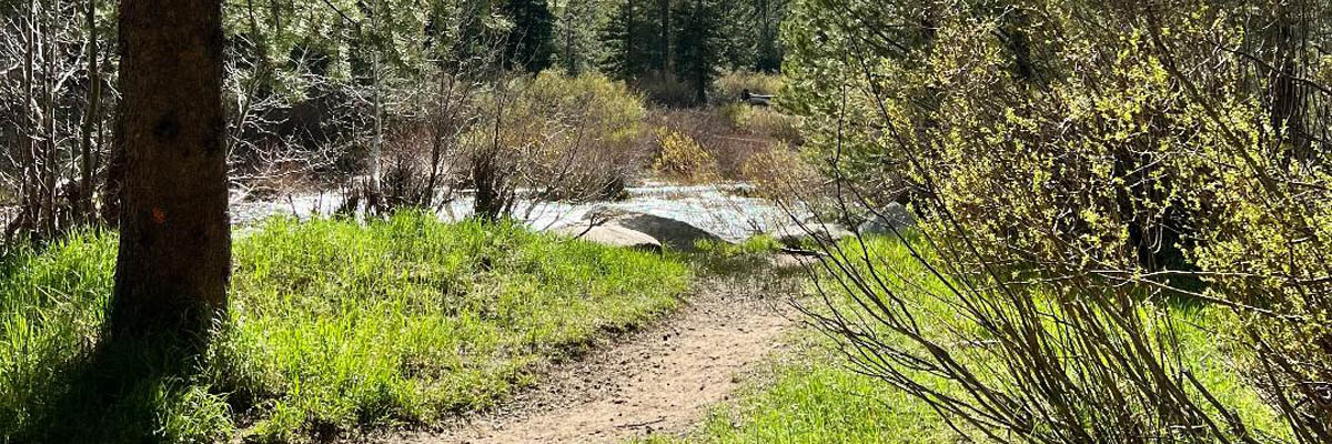 View of nature surrounding the Upper Truckee River.